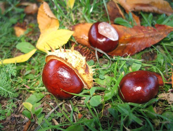 Плоды каштана осенью
