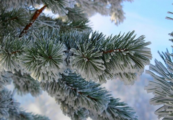 Ветка сосны в снегу