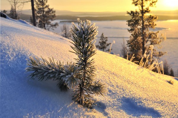 Февраль природа