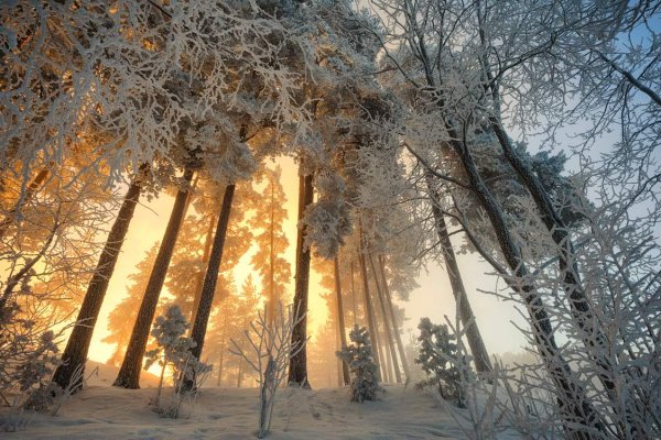 Зимнее утро в лесу
