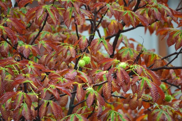 Листья деревьев каштана осенью