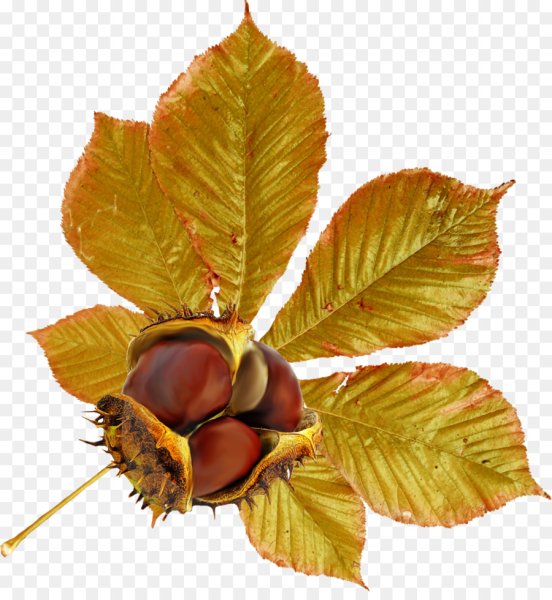 Листья клена и каштана