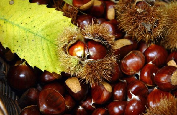 Каштаны Маррони