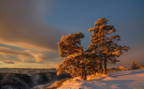 Деревья в снегу