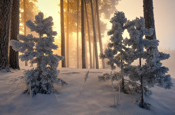 Сосна зимой