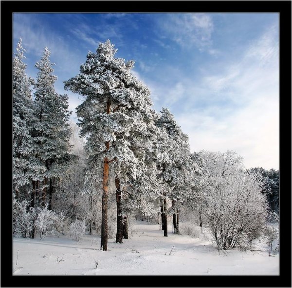 Заснеженные сосны