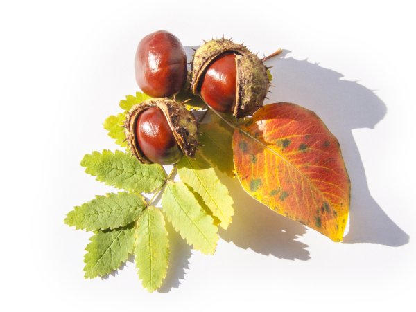 Желуди и каштаны