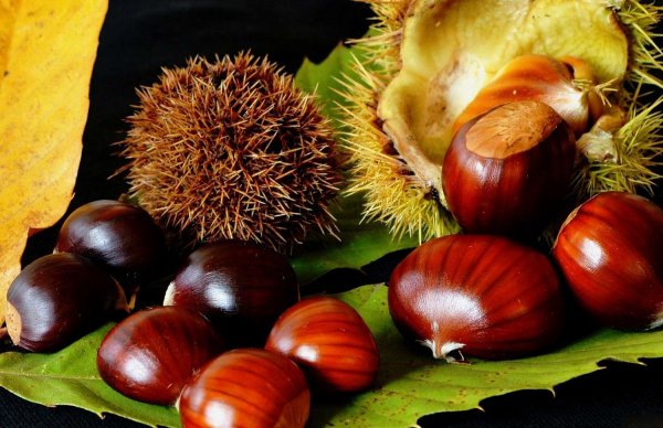 Каштан осенью