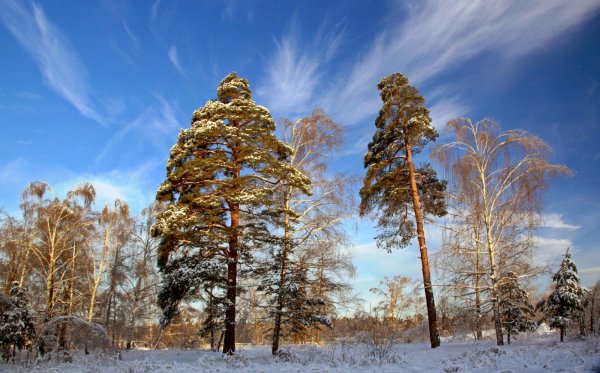 Зимний лес сосны