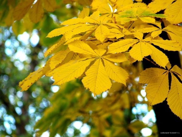 Конский каштан осенью