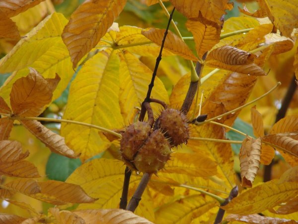 Осенний каштан дерево