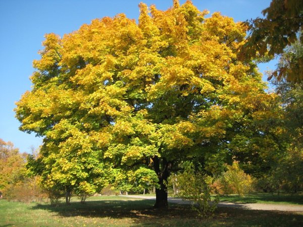 Каштан конский дерево осень