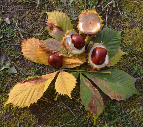 Конский каштан осенью