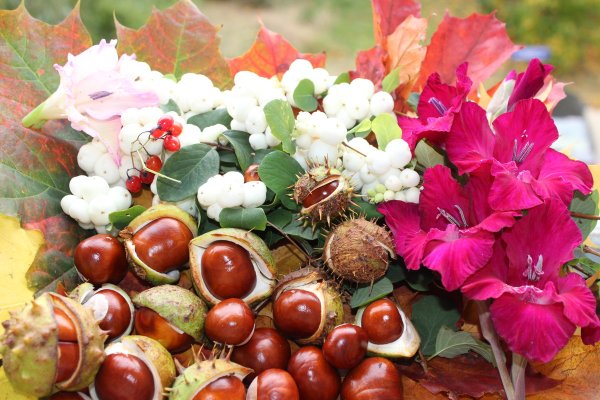 Осенний каштан