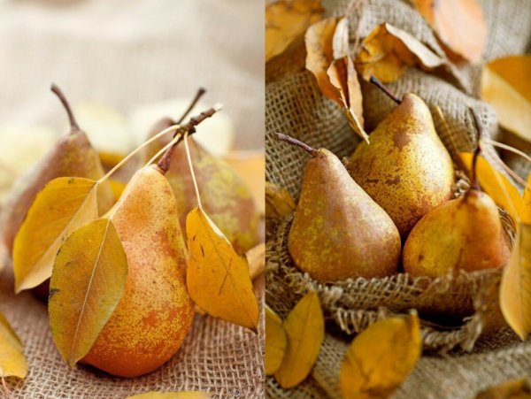 Груша осенью