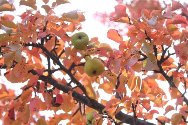 Листья груши осенью