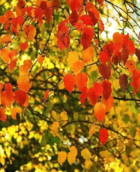 Красивые осенние груши