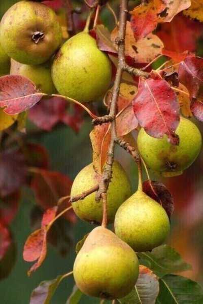 Осенние фрукты груши