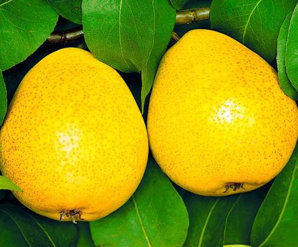 Груша осенняя сладкая 45