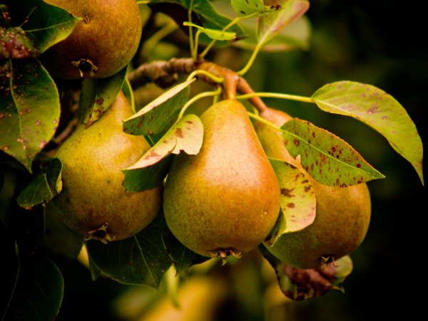 Груша Киффер дерево