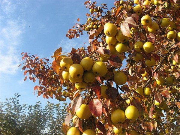 Груша бере Золотая /осенняя
