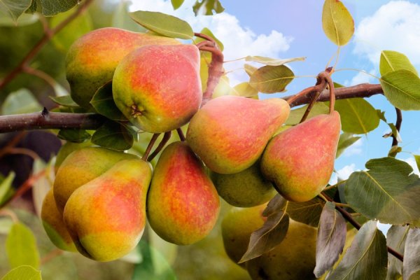 Груша плодовая Кокинская