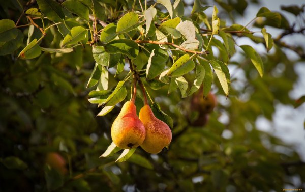 Груша Коржинского
