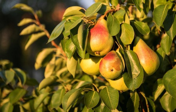 Груша дерево