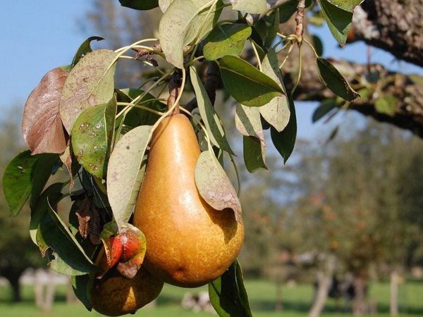 Груша Гвидон
