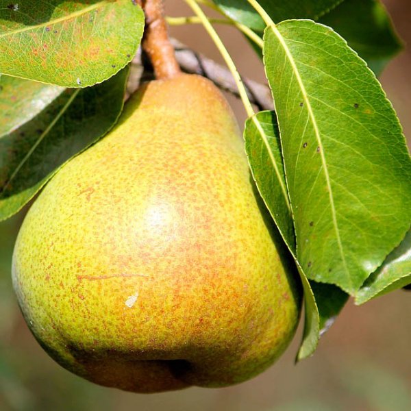 Груша Лесная красавица колоновидная