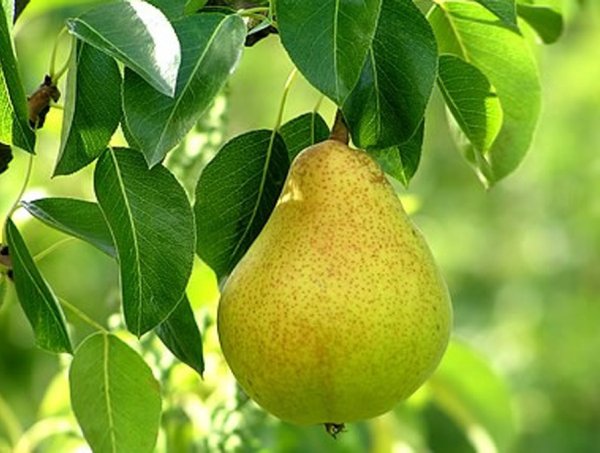 Сорт груши Дюшес