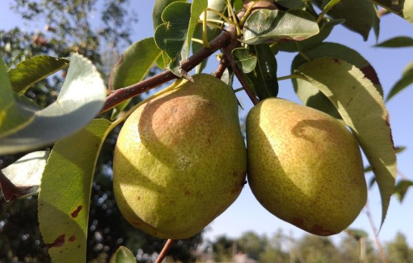 Сорт груши Маисян