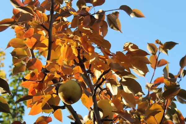 Груша дерево осенью