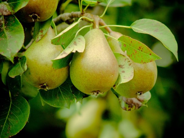 Веточка груши