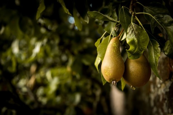 Груша (плод)