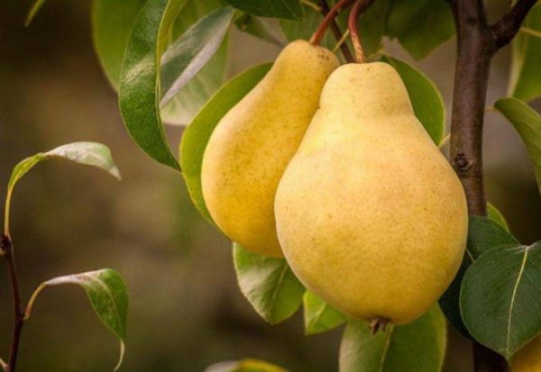 Груша сеянец Киффера