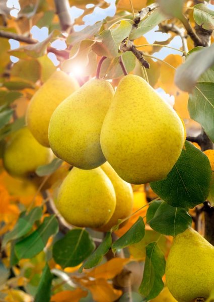 Груша сорт Лимонка