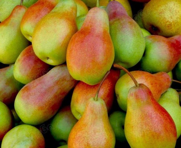 Груша Девиджи