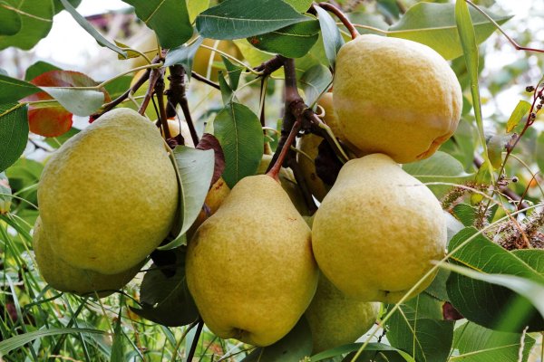 Груша Дюшес Вильямс