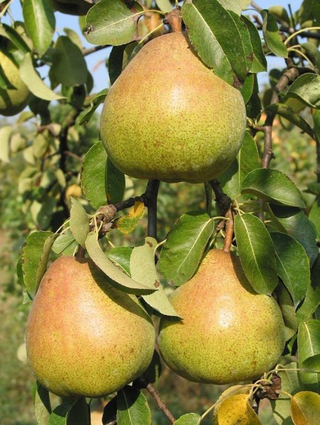 Сорт груши москвичка