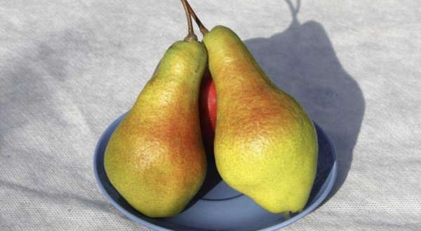 Груша Яковлевская зимняя