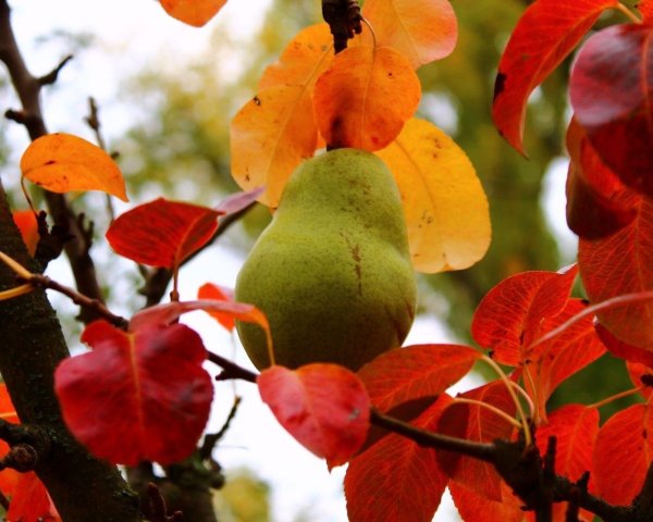 Груша осенняя