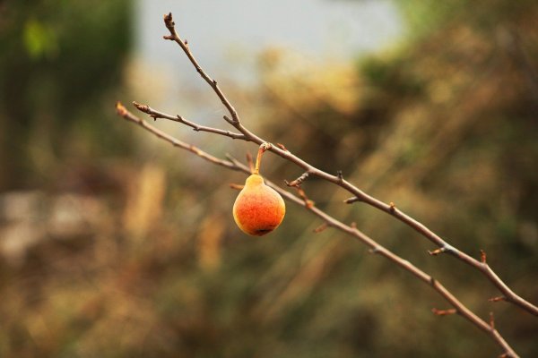 Груша осень дерево