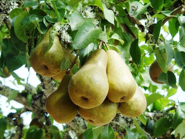 Груша сорт Шарль Конье