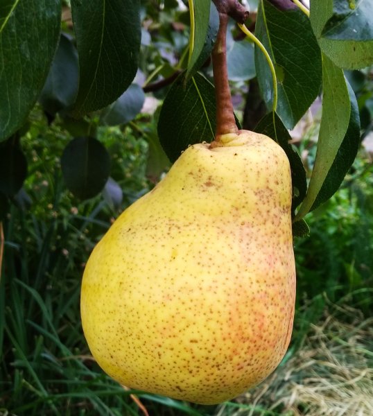 Сорт груши Сильва