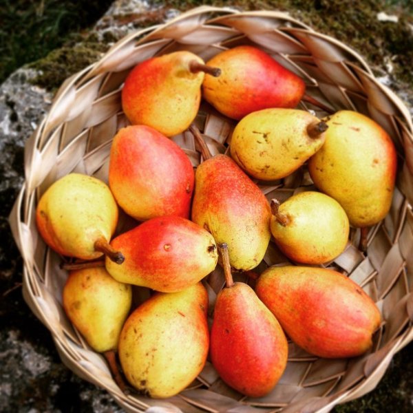 Урожай груш