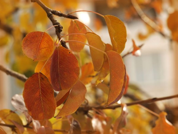 Листья груши осенью