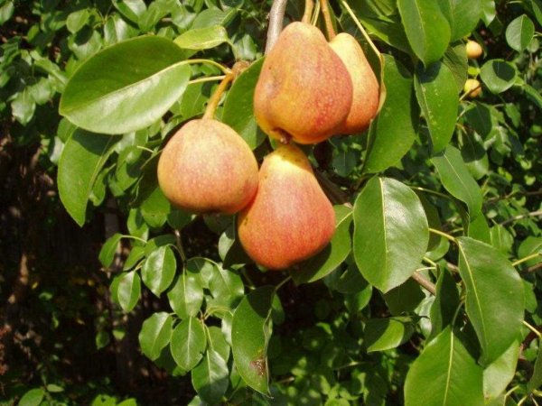 Груша сорт тонковетка