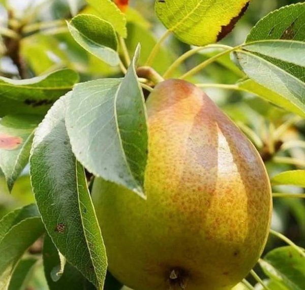 Груша "Чижовская", Pyrus communis