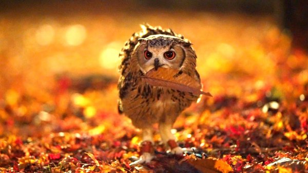 Осень Совенок
